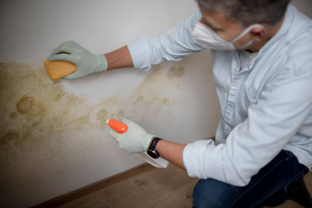 Best Mold Testing  in De Pere, WI