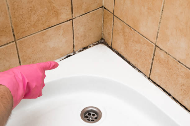 Best Mold Remediation  in De Pere, WI